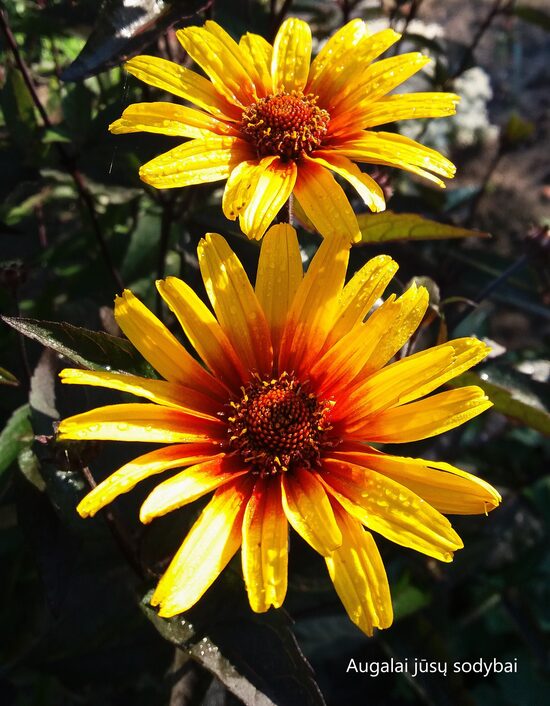Šiurkštusis saulakis (Heliopsis helianthoides var.scabra) 'Burning Hearts'